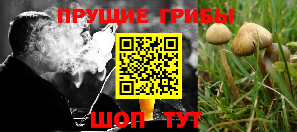 Галлюциногенные грибы Psilocybine cubensis Рязань